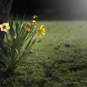 צילום: פיקסביי