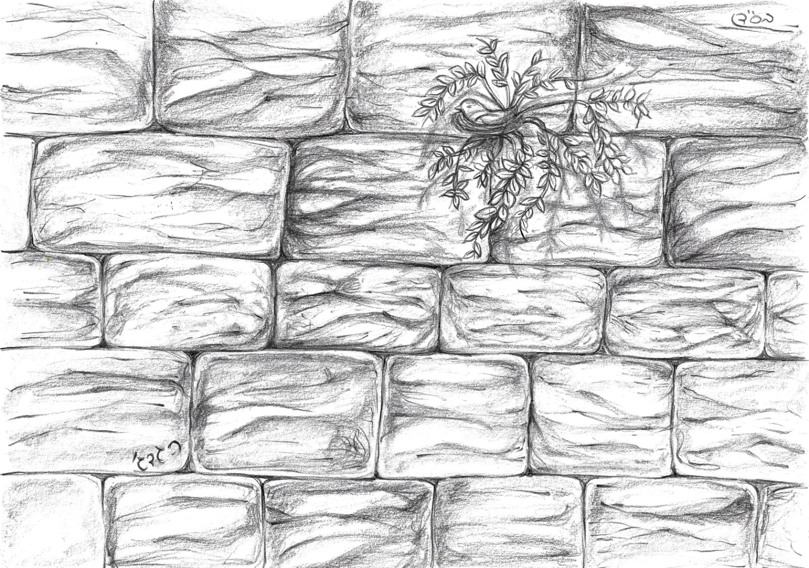 איור רבקה גדג'