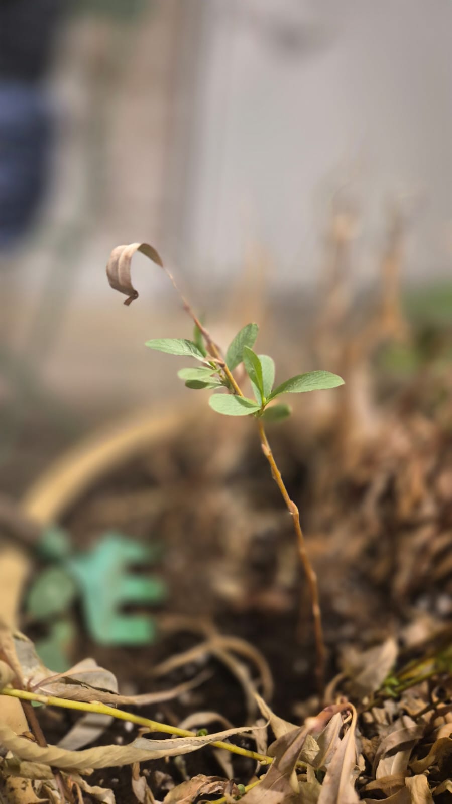יום אחד היא התחילה לצמוח - אפרת ברזל ערבה.