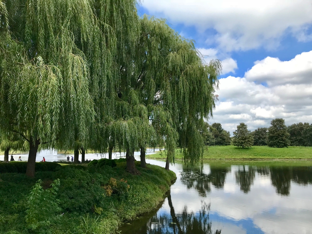 עץ ערבה על פני האגם