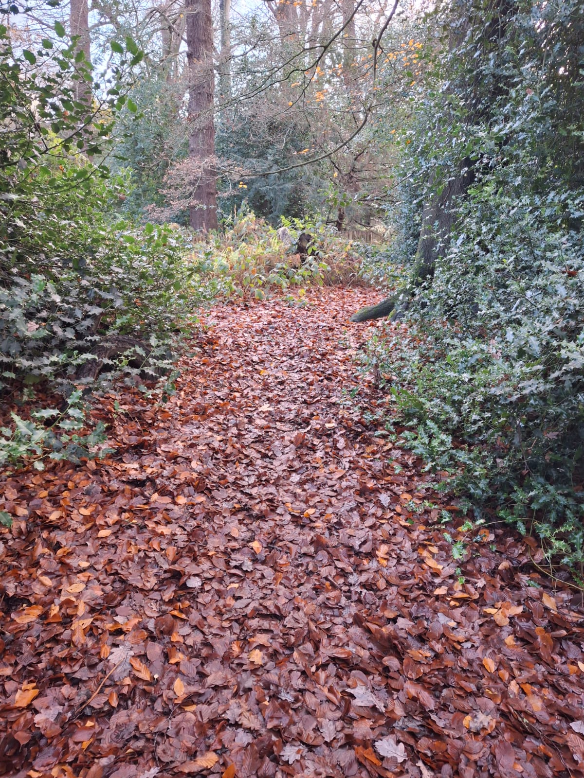 כמה כל פעם שרציתי לבוא לארץ וזה לא הסתדר הייתה מדויקת כדי שאגיע ברגע הנכון