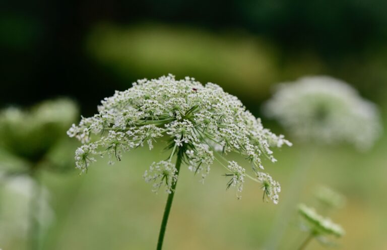 הורדת שליטה - צמיחה של פרח בר