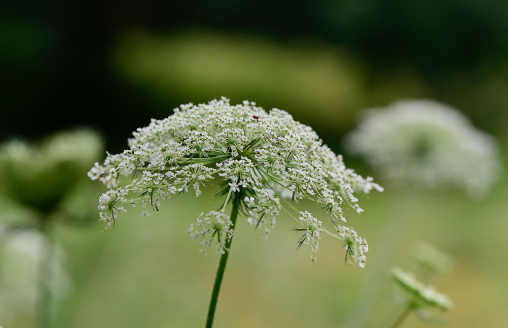 הורדת שליטה - צמיחה של פרח בר